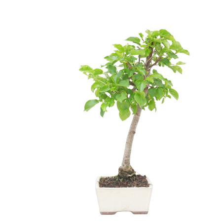 PRUNUS MAHALEB 15214