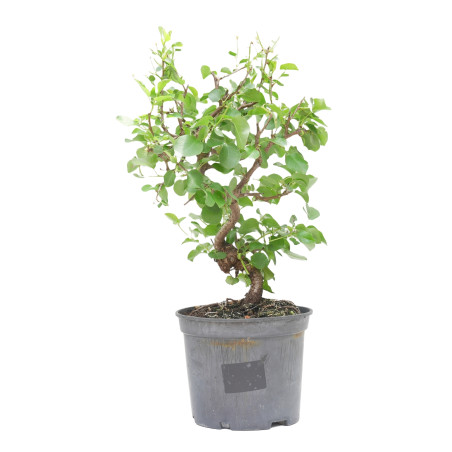 PRUNUS MAHALEB 15213