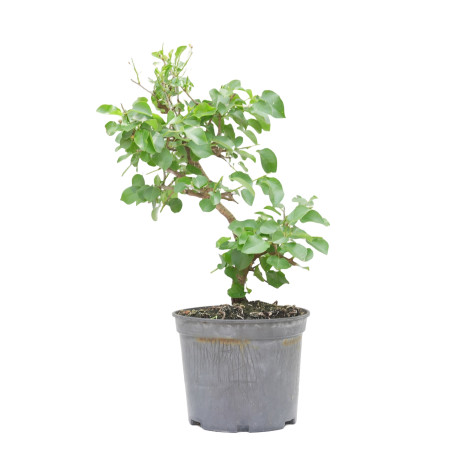 PRUNUS MAHALEB 15213