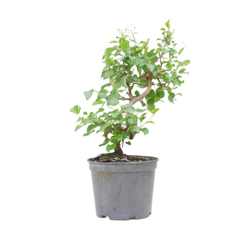 PRUNUS MAHALEB 15213