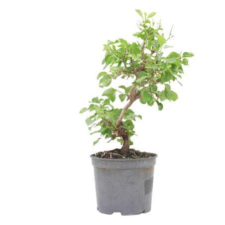 PRUNUS MAHALEB 15213