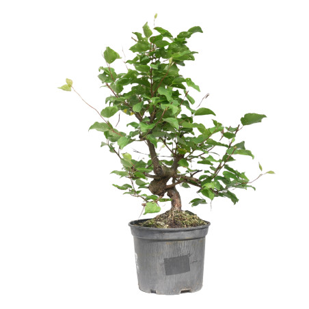 PRUNUS DOMESTICA 15212