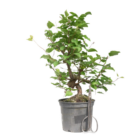 PRUNUS DOMESTICA 15212