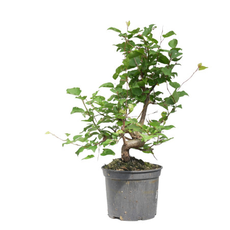 PRUNUS DOMESTICA 15212