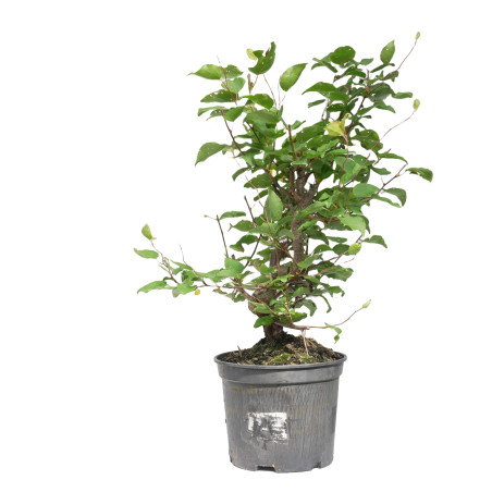 PRUNUS DOMESTICA 15212