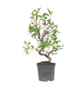 PRUNUS DOMESTICA 15211