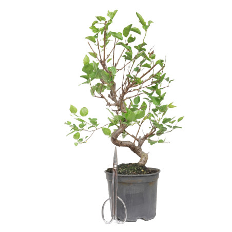 PRUNUS DOMESTICA 15211