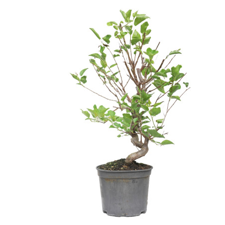 PRUNUS DOMESTICA 15211