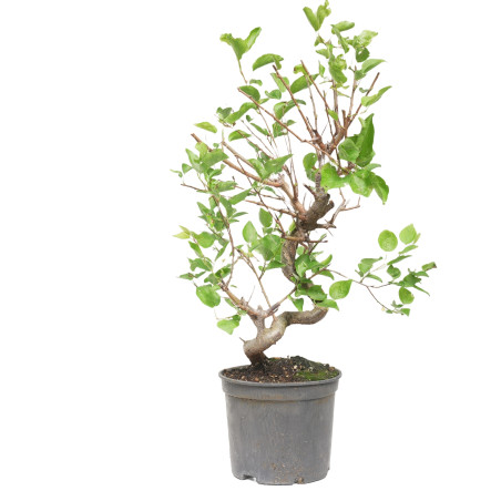 PRUNUS DOMESTICA 15211