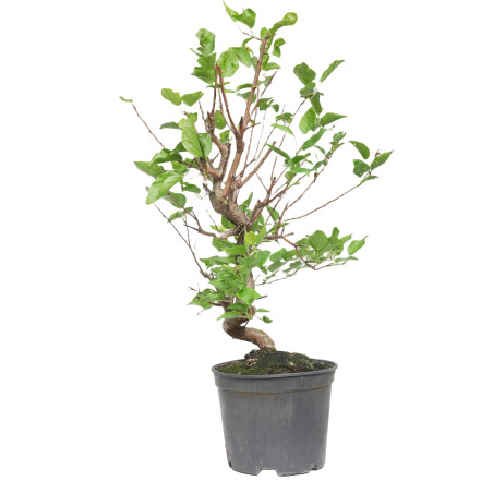 PRUNUS DOMESTICA 15211