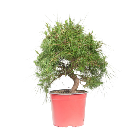 PINUS HALEPENSIS 15252