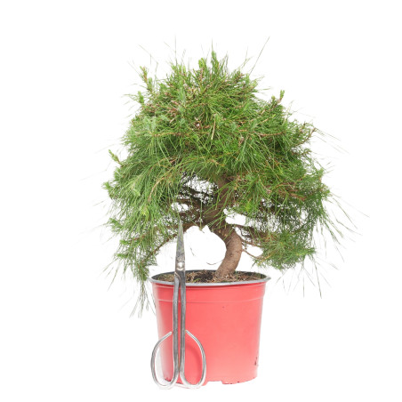 PINUS HALEPENSIS 15252