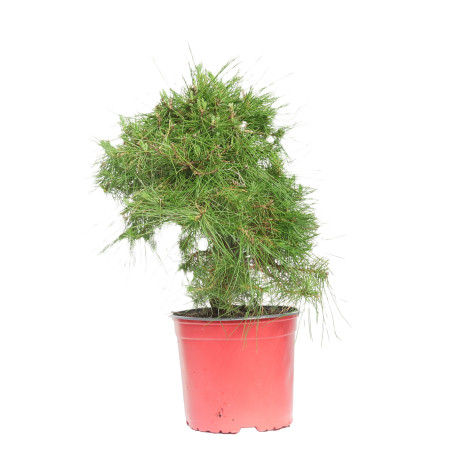 PINUS HALEPENSIS 15252