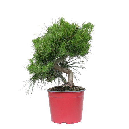 PINUS HALEPENSIS 15255