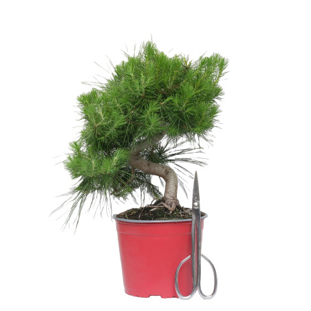 PINUS HALEPENSIS 15255