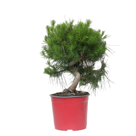 PINUS HALEPENSIS 15255