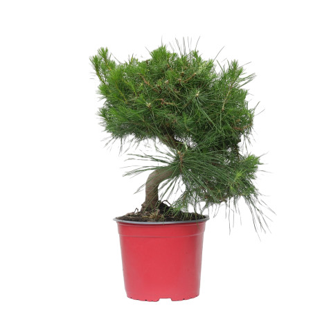 PINUS HALEPENSIS 15255