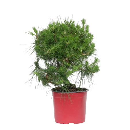 PINUS HALEPENSIS 15255