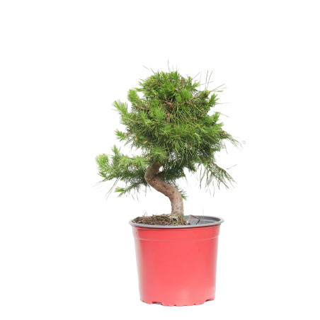PINUS HALEPENSIS 15256