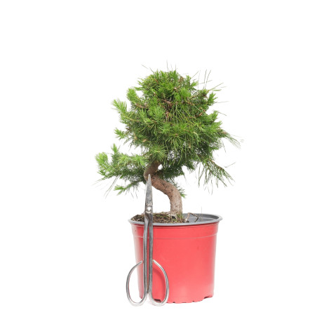 PINUS HALEPENSIS 15256