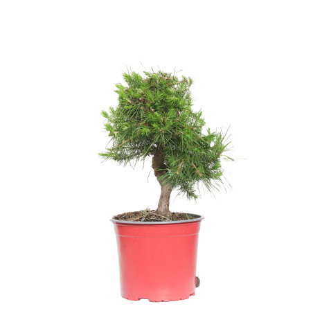 PINUS HALEPENSIS 15256