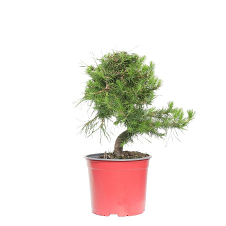 PINUS HALEPENSIS 15256