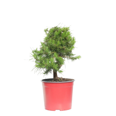 PINUS HALEPENSIS 15256