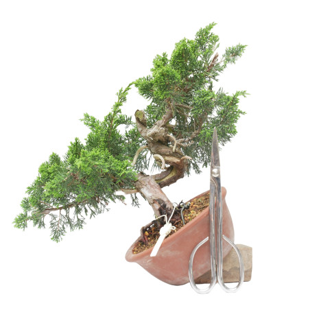 JUNIPERUS CHINENSIS ITOIGAWA 15223