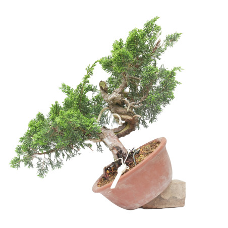 JUNIPERUS CHINENSIS ITOIGAWA 15223