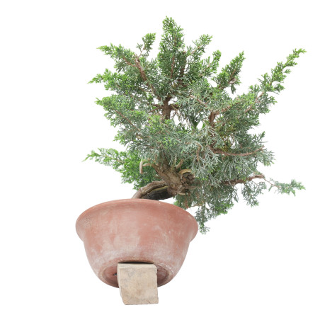 JUNIPERUS CHINENSIS ITOIGAWA 15223