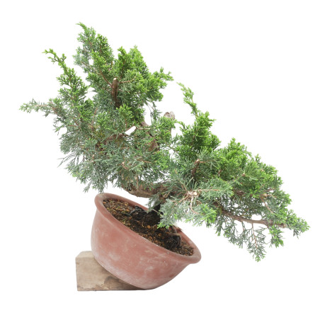 JUNIPERUS CHINENSIS ITOIGAWA 15223