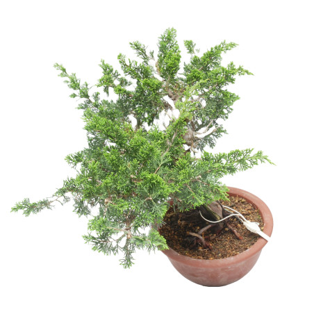 JUNIPERUS CHINENSIS ITOIGAWA 15223