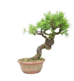 LARIX DECIDUA 15125
