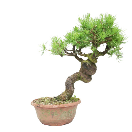 LARIX DECIDUA 15125