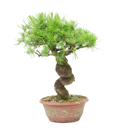 LARIX DECIDUA 15125