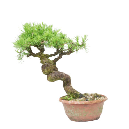 LARIX DECIDUA 15125