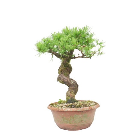 LARIX DECIDUA 15125