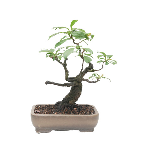 PRUNUS CERASIFERA MLL-12