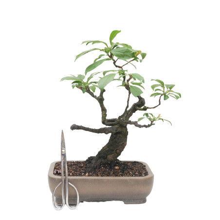 PRUNUS CERASIFERA MLL-12