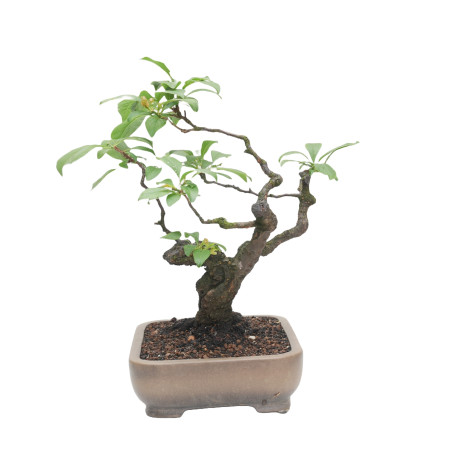 PRUNUS CERASIFERA MLL-12