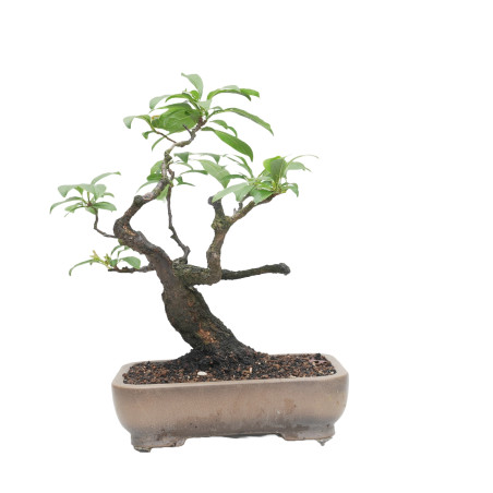 PRUNUS CERASIFERA MLL-12