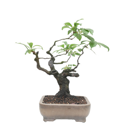 PRUNUS CERASIFERA MLL-12