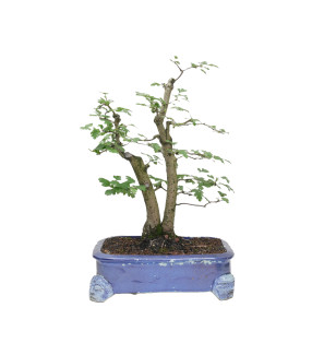 CRATAEGUS MONOGYNA MLL-19