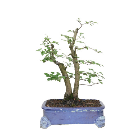 CRATAEGUS MONOGYNA MLL-19