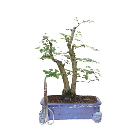 CRATAEGUS MONOGYNA MLL-19