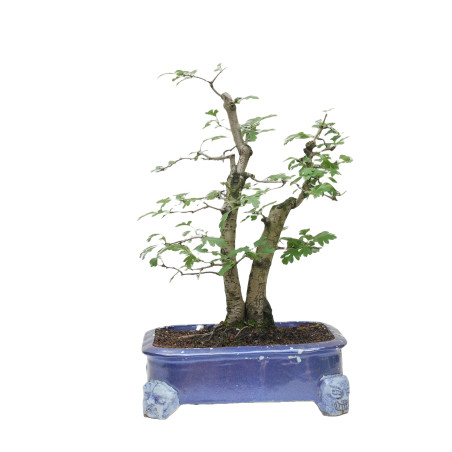 CRATAEGUS MONOGYNA MLL-19