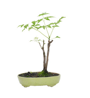 MELIA AZEDARACH L. MLL-17