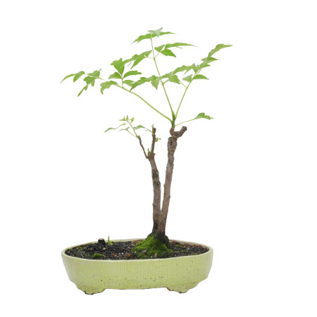 MELIA AZEDARACH L. MLL-17