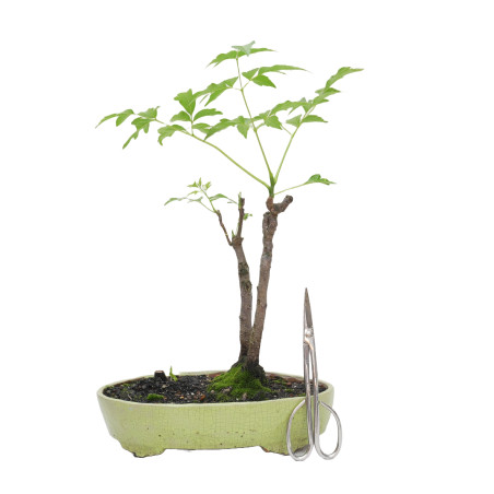 MELIA AZEDARACH L. MLL-17