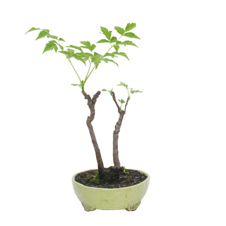 MELIA AZEDARACH L. MLL-17